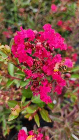 Лагерстремия, индийская сирень/ Lagerstroemia ind. "Coccinea"