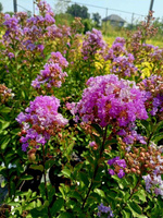 Лагерстремия индийская сирень/ Lagerstroemia ind. "Petite Orchid"