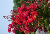 Лагерстремия индийская сирень/ Lagerstroemia ind."Petite Red"