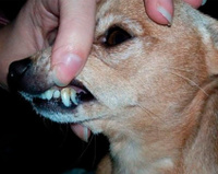 Ультразвуковая чистка зубов собакам без наркоза