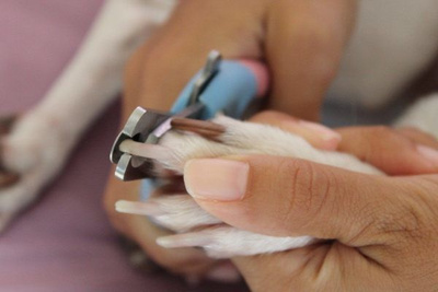 Как подстрич когти собаке? | Блог malino-v.ru