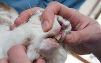 Обрезка зубов кроликам