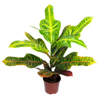 Комнатное растение Кодиеум Croton Petra vertakt d-17