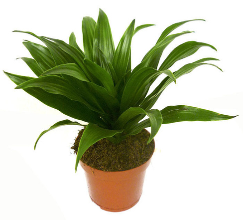 Комнатное растение Драцена Dracaena Comp Compacta Kopstek d-12