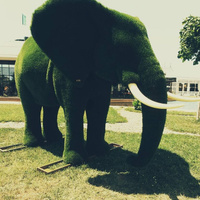 Топиари Слон большой ландшафтная фигура 2,5х4х1,9 м