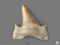 Зуб акулы Otodus obliquus (высший сорт), 3х2,8 см