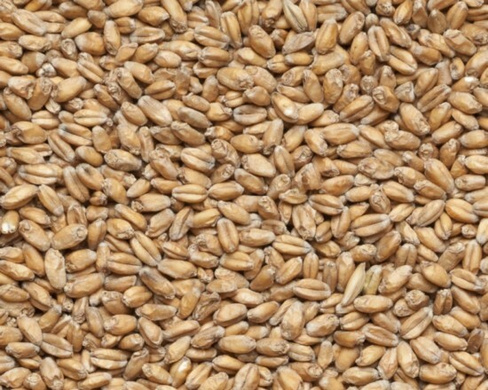 Солод пшеничный, 1кг